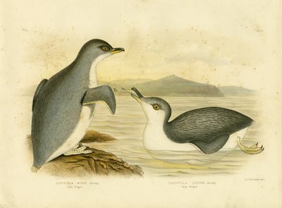 Pinguino minore, 1891 da Gracius Broinowski